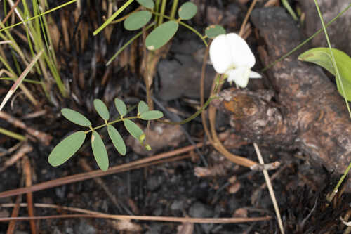 Tephrosia florida #2